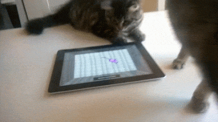 Cat plays with IPad gets a surprise