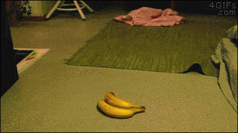 cat-banana