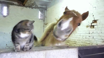 cavalo e gato