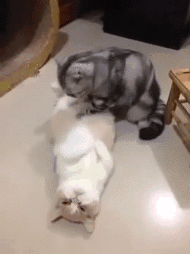 kitty massage