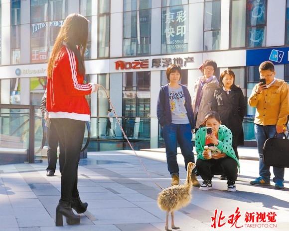 女子在北京街头遛鸵鸟推广售卖非洲鸵鸟肉