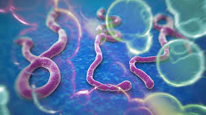 Ebola 病毒