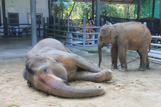 被蜂群蛰死的大象。泰国首次出现大象被蜂群螫死，伤口超百处。