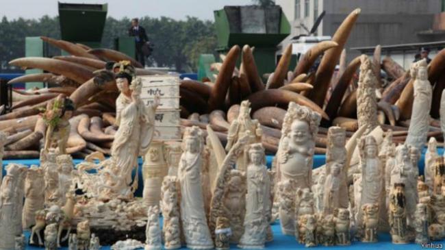 中国在年初销毁了大批的象牙及其制品