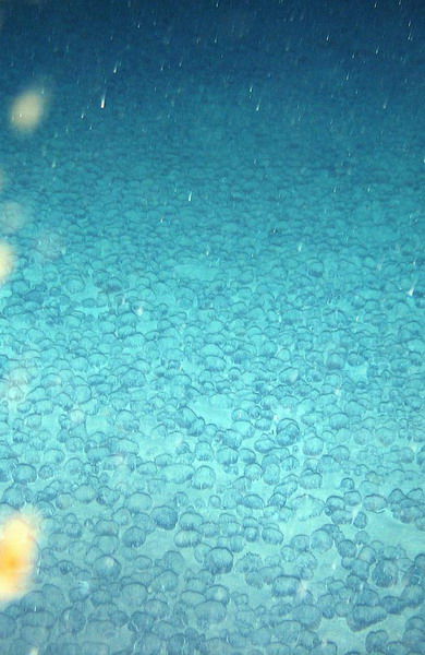  大西洋海底现大片神秘金属球，科学家揭秘成因。（网页截图）