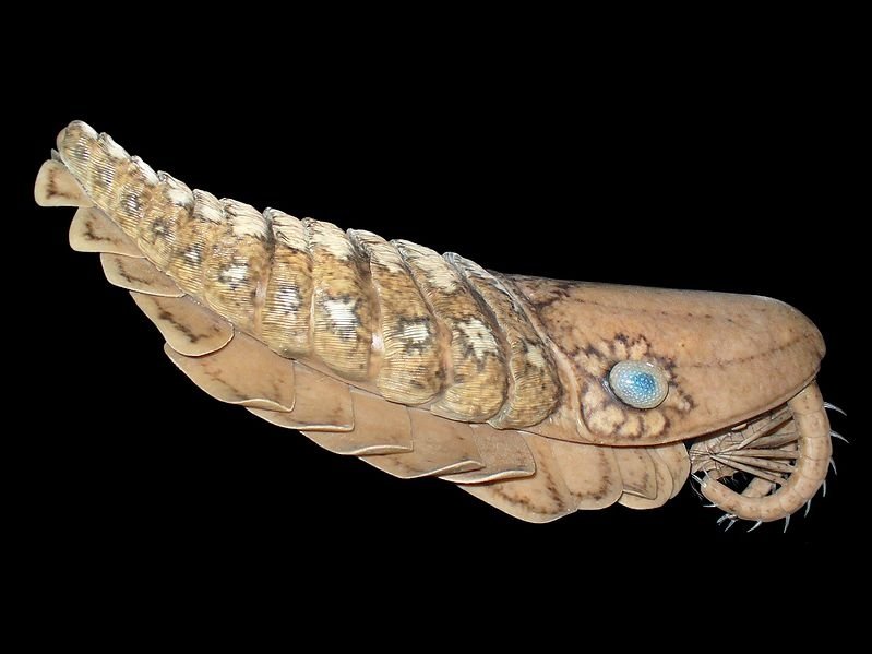 古生物学家在北非的摩洛哥沙漠中发现一块长达一米多的巨型虾化石。图为根据Burgess Shale (middle Cambrian)制作的巨虾模型。(模型制作人：Espen Horn, København 图片来源：H. Zell/ WIKIPEDIA)