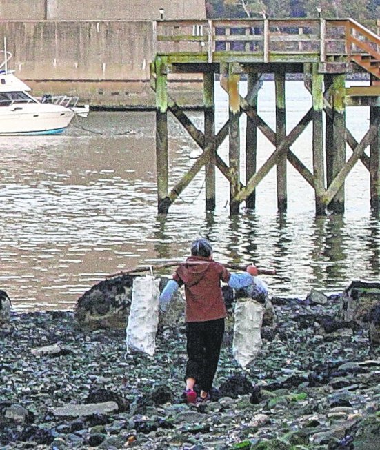 皇后区窄颈大桥下的长岛湾海岸，一名亚裔非法挖贝者在退潮时将贝类装满袋子带走。(Times Ledger提供)