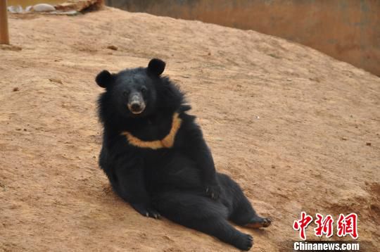 一只黑熊悠闲地坐在山坡上。