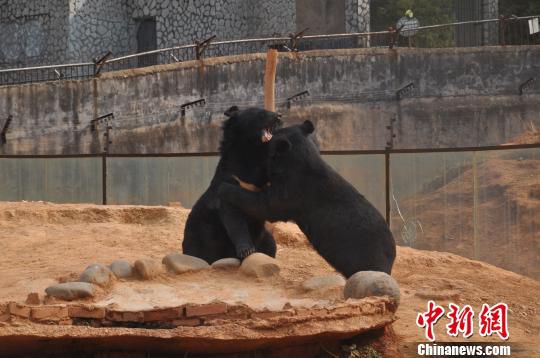 两只黑熊在云南省野生动物收容拯救中心嬉戏。