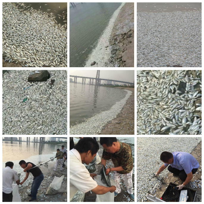 据网民日前爆料，天津塘沽渤海海河突然死了好多鱼，腐臭味很浓。对此，官方机构解释称，“死鱼和这次的爆炸事件无关”。（网络图片）