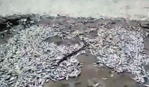 海河大闸附近出现大量死鱼(网络截图)