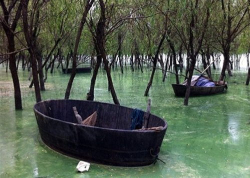近年来，太湖、巢湖、滇池等地经常有蓝藻爆发。（（网络图片）