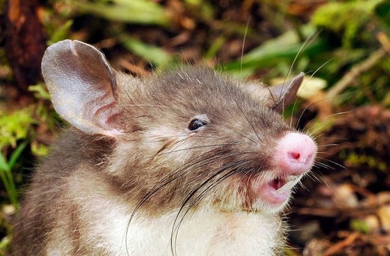 「猪鼻鼠」鼠如其名，有个粉红色的「猪鼻子」。（图／Museum Victoria）