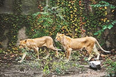 被指骨瘦如柴的公狮并未公开展出，展出的两只母狮身体状况良好摄影/本报记者 袁艺