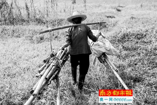 68岁的李宝群在西江边挑柴