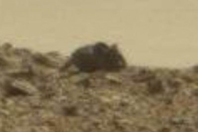 一名太空迷在NASA的火星照片中发现一个可疑黑影，若把黑影放大一看，这黑影像极了一只巨大老鼠。（图撷自SWNS）