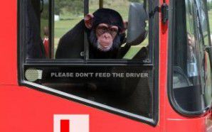 印度有只淘气的猴子趁巴士司机午睡，竟自行坐上驾驶座开车。