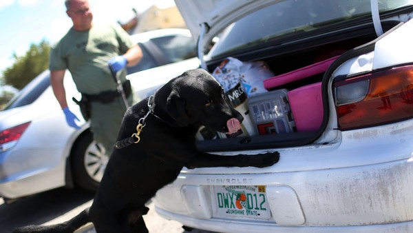 （美国佛罗里达州的一条警犬在搜查可能藏有Flakka毒品的汽车后备箱）