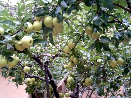 一位尼师来到终南山落发时，种下了这些苹果树。如今，已是硕果累累。(网络图片)