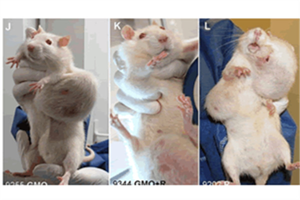 法国吃转基因玉米实验鼠长满肿瘤