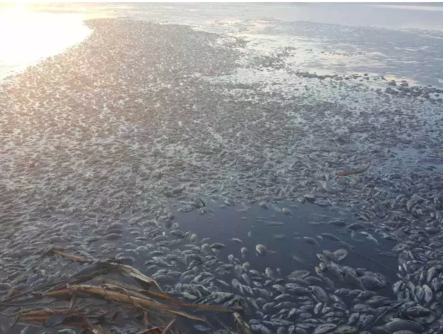 内蒙古呼伦贝尔市的莫日格勒河被污染，导致大量鱼死亡，河水也黑如墨汁。（网络图片）