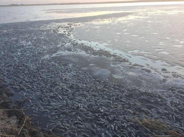 河面漂浮着大量死鱼。（网络图片）