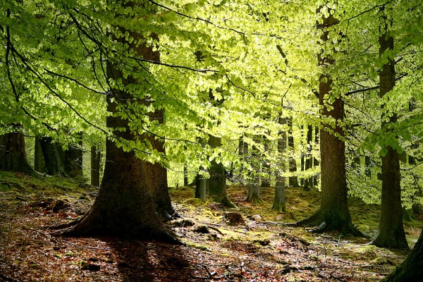 菌根真菌系统影响森林树木的生长情况（维基百科）