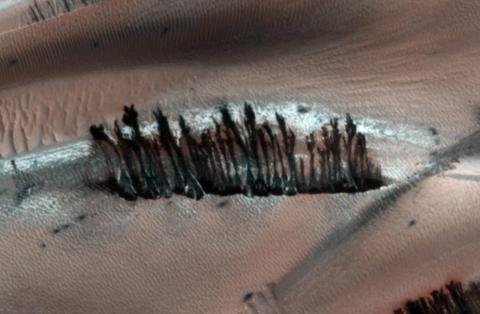 UFO探索者坚称这是树木在火星生长的确凿证据。(网络图片)
