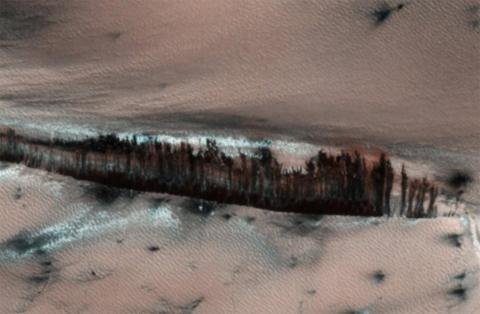 NASA的解释是图中的黑色“树木”是沙丘的阴影。(网络图片)