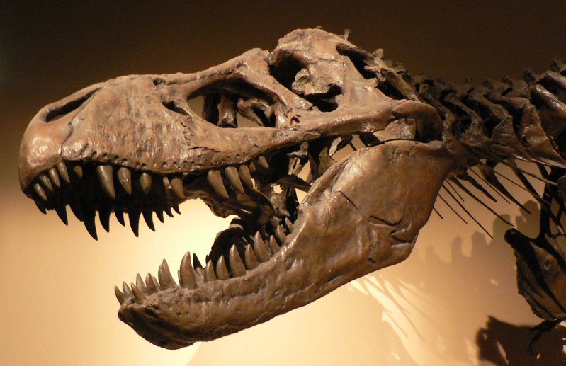 化石研究再次说明达尔文进化论是错误的。(图片来源：维基百科)