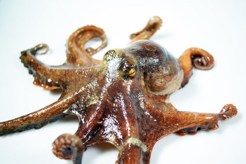 科学家惊人研究：章鱼基因不属于地球生物！(网络图片)
