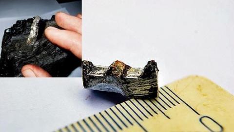 3亿年之久的齿轮在俄罗斯城市符拉迪沃斯托克被发现。(网络图片)