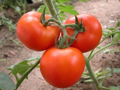 西红柿红素也有“疏通”腺体，预防前列腺疾病的作用。（网络图片）