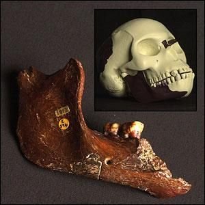 曾经被进化论教科书列为“人类祖先”化石的“皮尔当人”。(网络图片)