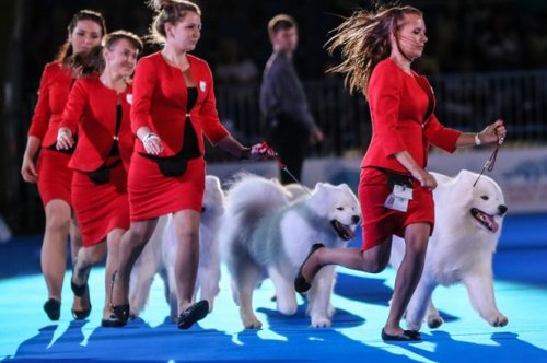 2016年在莫斯科举行的狗展。（网络图片）