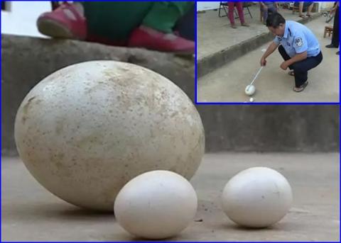 云南村民上山发现1.9公斤巨蛋。(网络图片)
