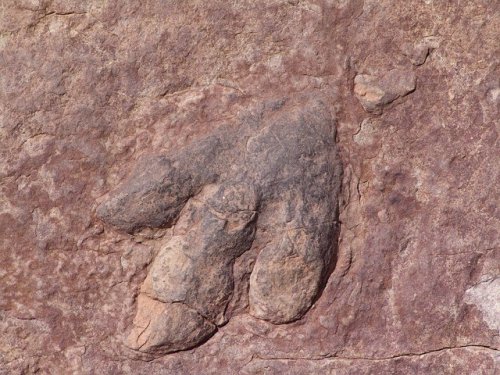 恐龙足迹化石（Pixabay图片）