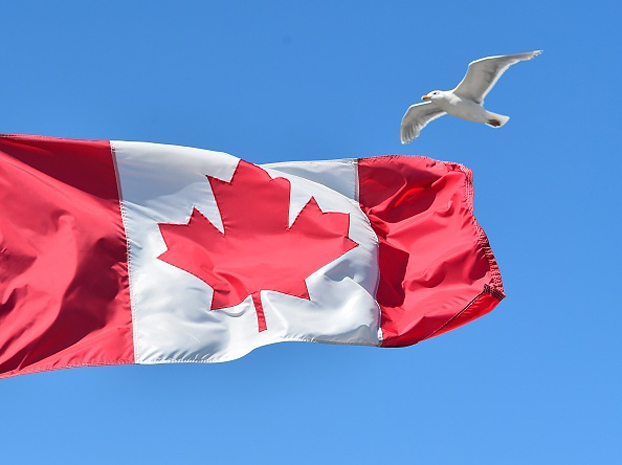中国移民放弃加国永久居民身份者暴增。图为加拿大国旗。（AFP）
