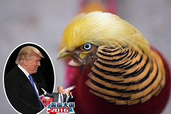 “山鸡”的头顶的一束“金发”因激似美国候任总统特朗普（小图），一夜爆红。（互联网图片）