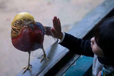 大批旅客慕名而至，与“特朗普山鸡”合照。（互联网图片）