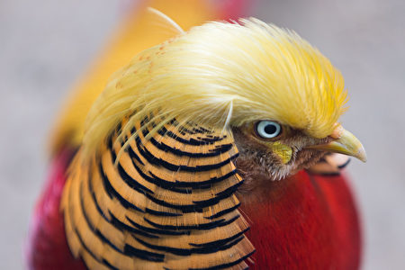 “山鸡”头顶拥有一束“迷之发型”。（互联网图片）