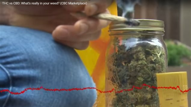 加拿大广播公司市场天地节目组调查大麻成份